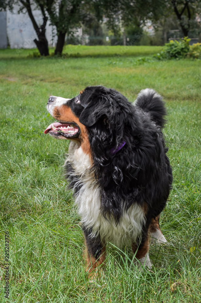 A dog of the Berner Sennenhund breed during a walk on the street A dog of the Berner Sennenhund breed during a walk on the street