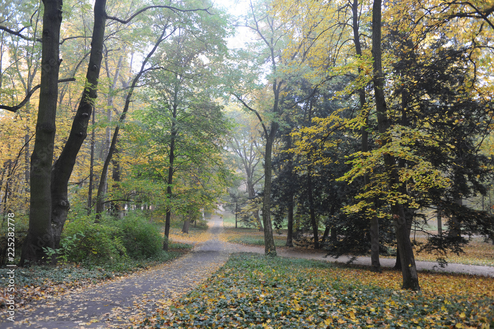 Fototapeta premium Trees with colorful leaves during foliage in autumn in Europe