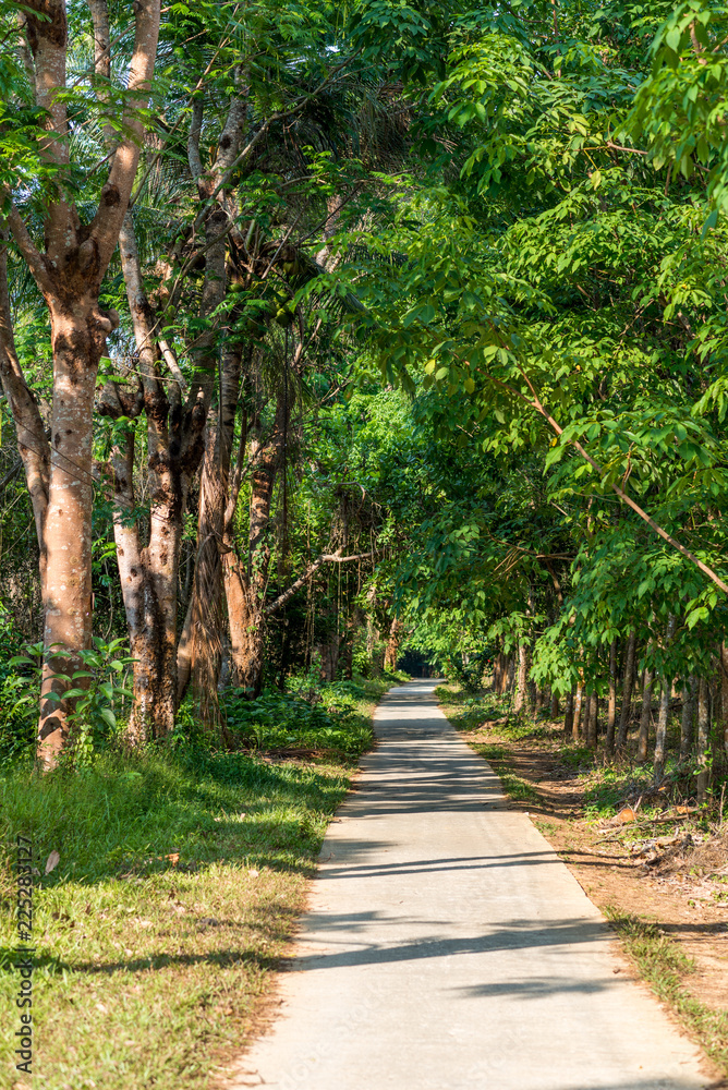 Road through cashew- and rubber trees, major economic factors on the island Ko Phayam, Thailand