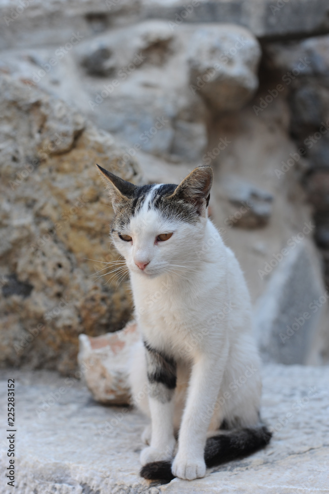 A cat siiting on the rocks in summer in Turkey A cat siiting on the rocks in summer in Turkey