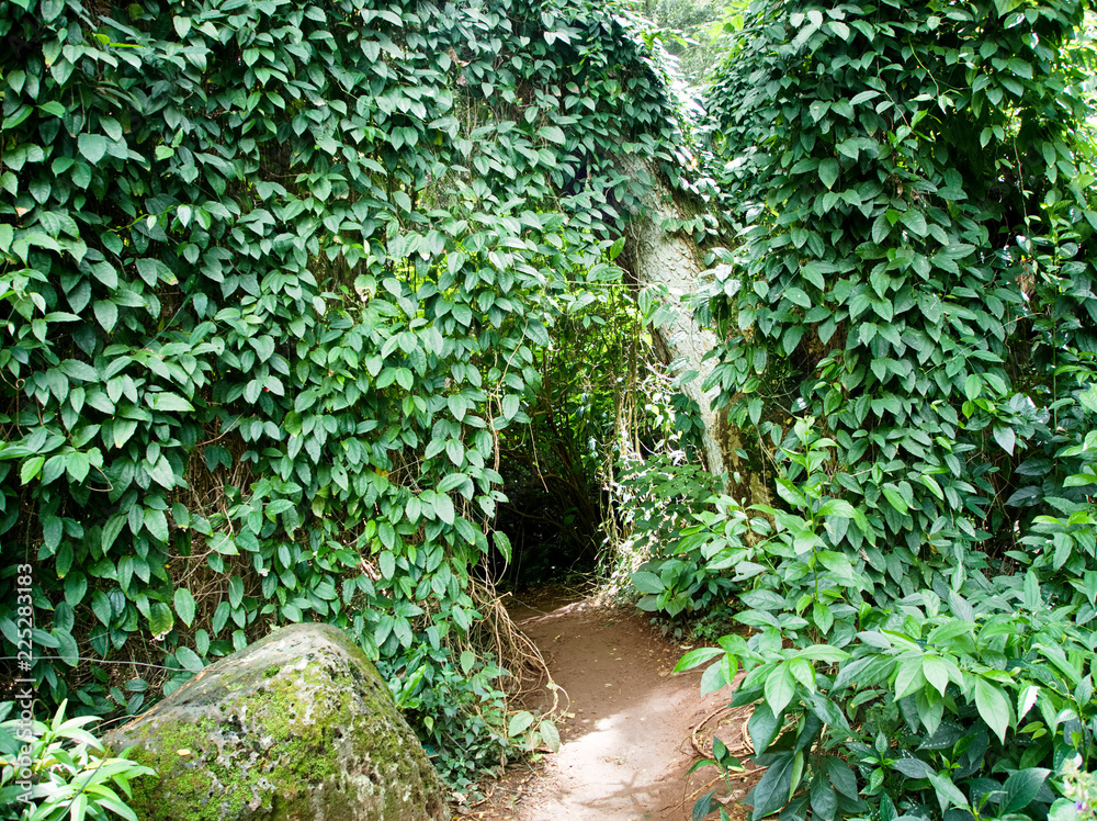 Obraz premium Hawaii Waimea Valley