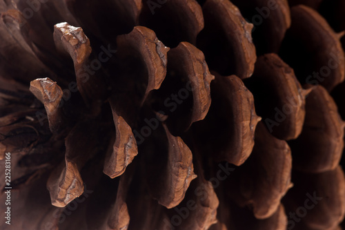 Extreme closeup of pine cone