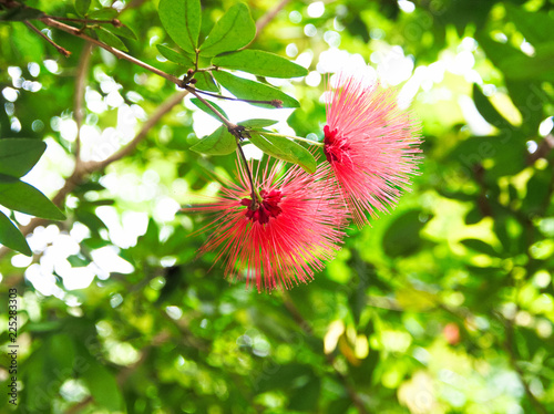 Hawaii Waimea Valley