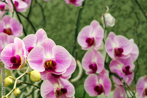 Close up of orchids bouquet with natural background, beautiful blooming orchid flower in the garden.