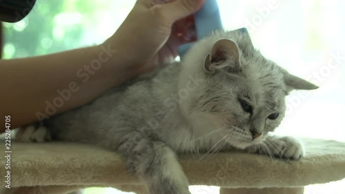 Owner is grooming the fur of cute kitten after shower with hair dryer slow motion  photo