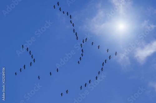 Crane birds on their flight to the South form a swarm formation