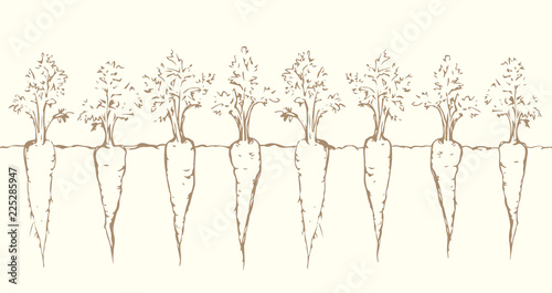 Carrot. Vector drawing