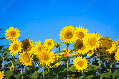 Fototapeta Naklejka Na Ścianę i Meble -  Sonnenblumen auf dem Feld