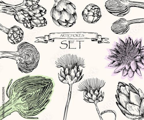 Vector illustration. Pen style drawn artichoke set.
