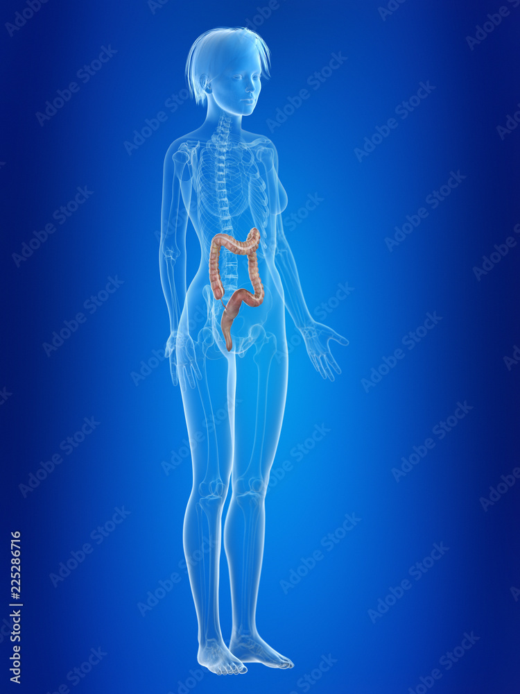 3d rendered medically accurate illustration of a females colon 3d rendered medically accurate illustration of a females colon