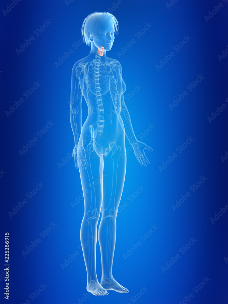 3d rendered medically accurate illustration of a females larynx 3d rendered medically accurate illustration of a females larynx