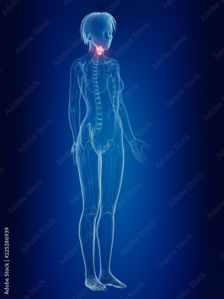 3d rendered medically accurate illustration of a females painful larynx 3d rendered medically accurate illustration of a females painful larynx