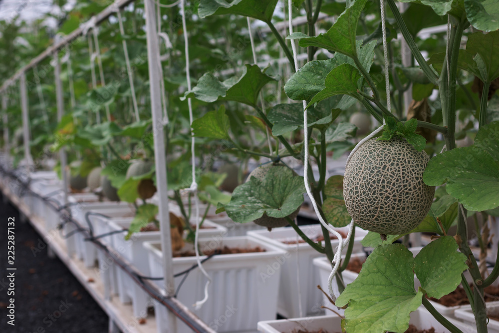 fresh big green Melon Fruit in garden
fresh big green Melon Fruit in garden