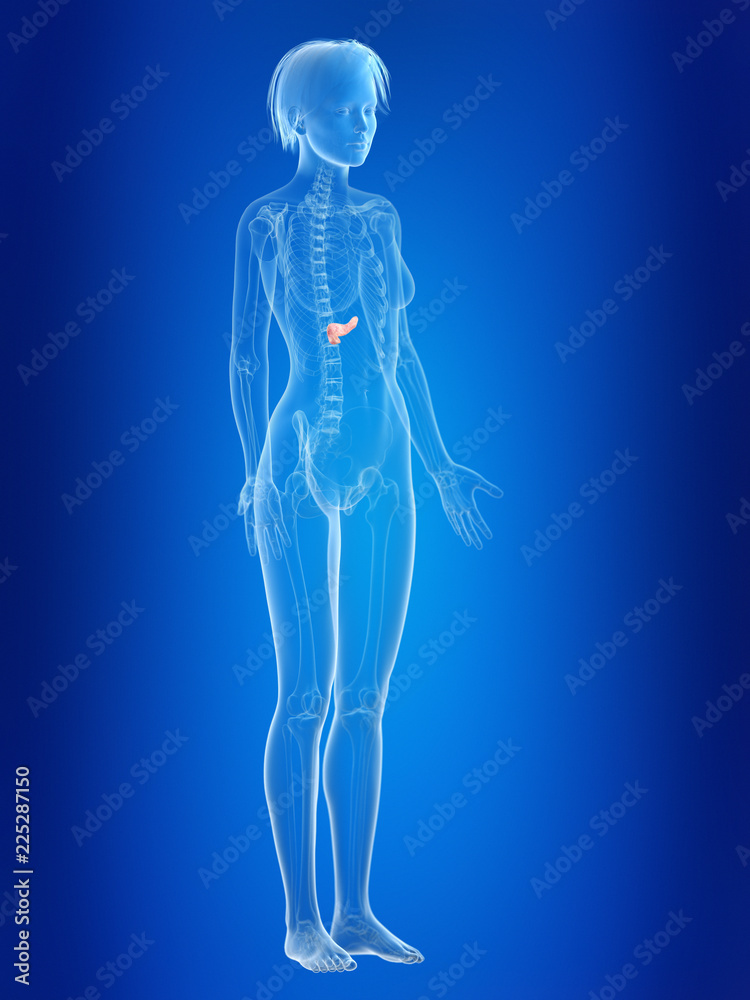 3d rendered medically accurate illustration of a females pancreas 3d rendered medically accurate illustration of a females pancreas
