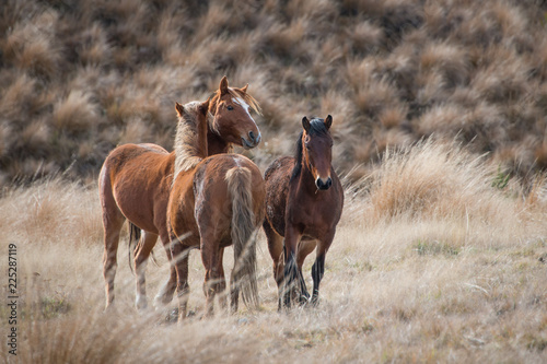 Kaimanawa wild horses with ears up © Janice