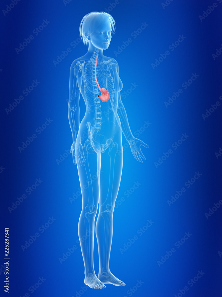 3d rendered medically accurate illustration of a females stomach 3d rendered medically accurate illustration of a females stomach