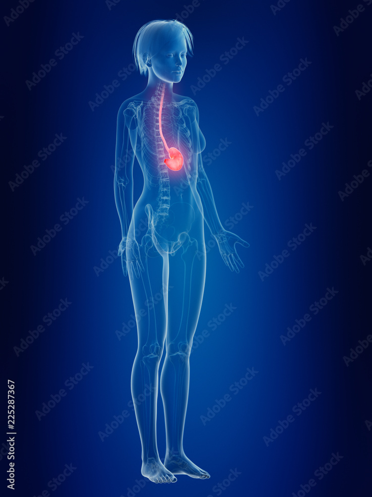 3d rendered medically accurate illustration of a females painful stomach 3d rendered medically accurate illustration of a females painful stomach