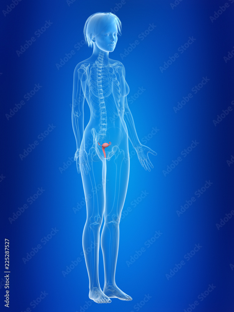 3d rendered medically accurate illustration of a females uterus 3d rendered medically accurate illustration of a females uterus