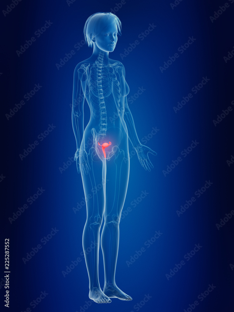 3d rendered medically accurate illustration of a females inflamed uterus 3d rendered medically accurate illustration of a females inflamed uterus