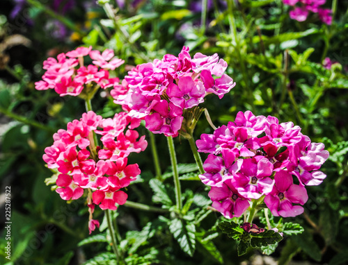 Pink Verbena in the garden