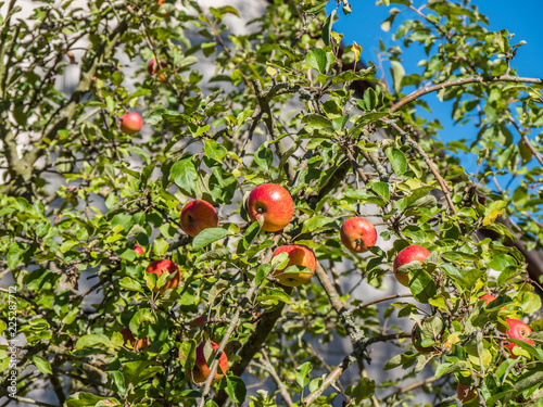 reife Bioäpfel am Baum im Herbst