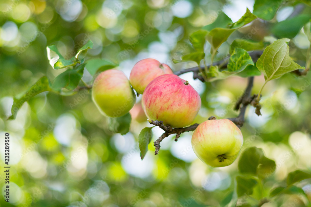 Apples on apple tree branch. Selective focus. Apples on apple tree branch. Selective focus.