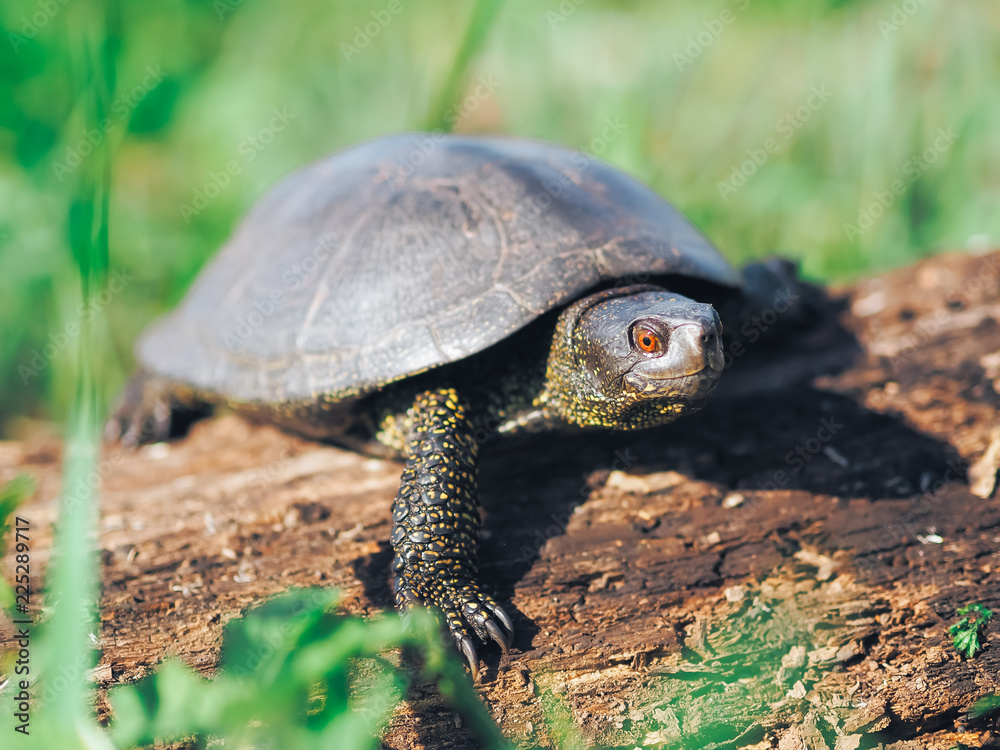 Obraz premium Turtle walking at the green grass