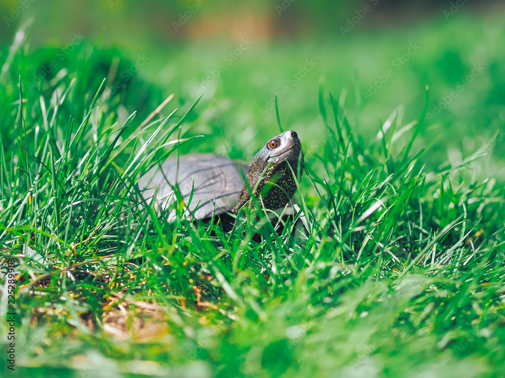Obraz premium Turtle walking at the green grass