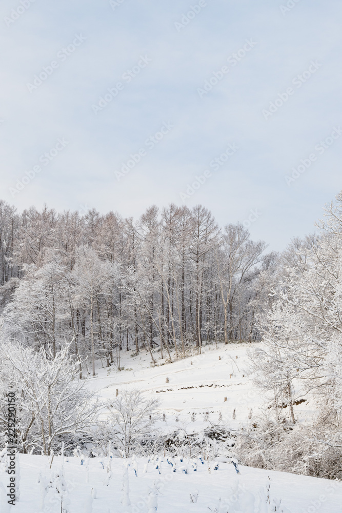 雪景色 雪景色