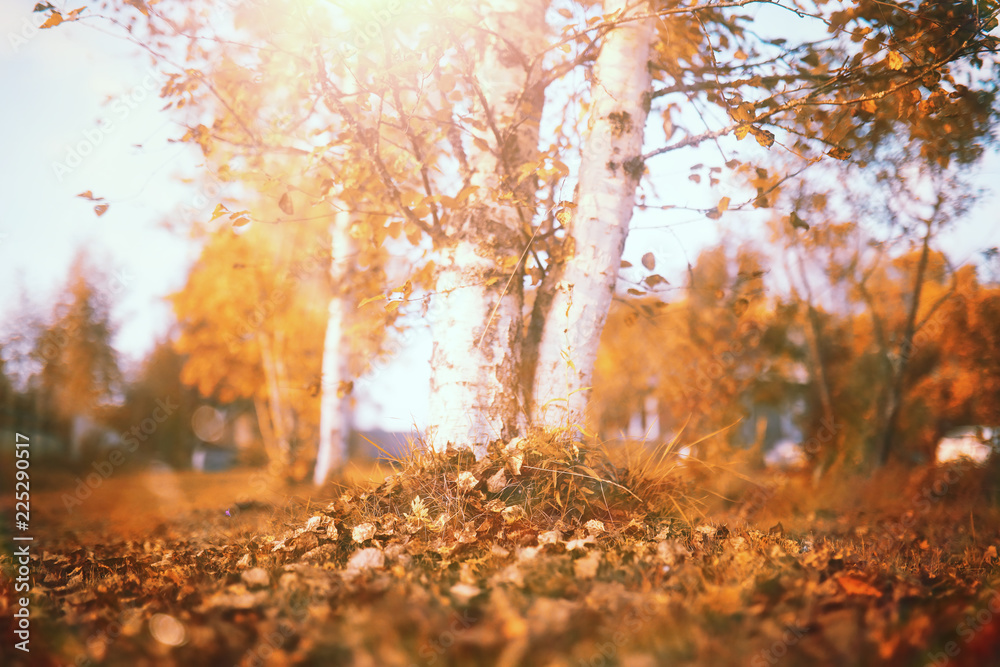End of summer season in the park End of summer season in the park