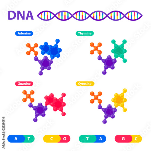 DNA structure, genome sequencing concept. Nanotechnology and biochemistry laboratory. Molecule helix of dna, genome or gene structure. Human genome project. Flat style vector illustration