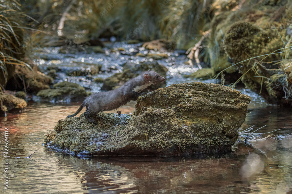 Fototapeta premium Stone marten, Martes foina, with clear green background. Detail portrait of forest animal. Small predator sitting on the beautiful green mossy tree trunk in the forest.