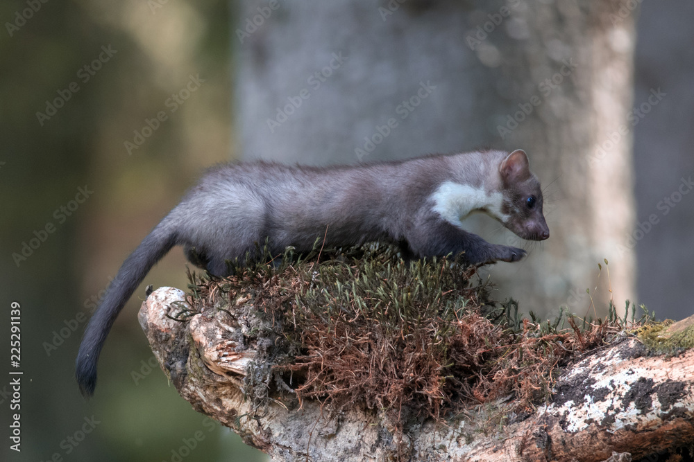 Obraz premium Stone marten, Martes foina, with clear green background. Detail portrait of forest animal. Small predator sitting on the beautiful green mossy tree trunk in the forest.
