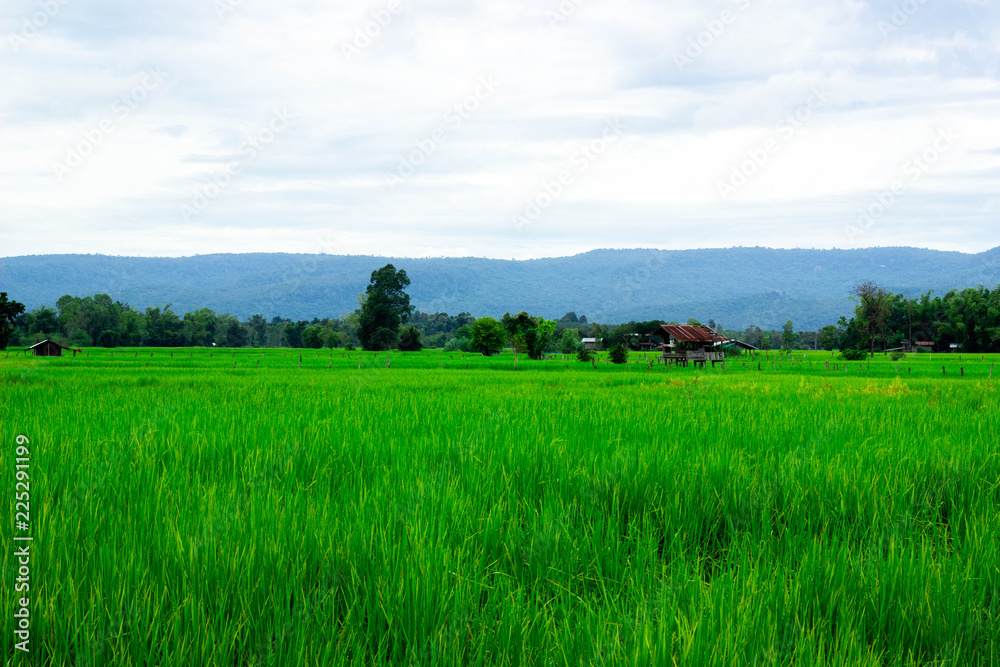 Green rice field near the mountain Beautiful landscape