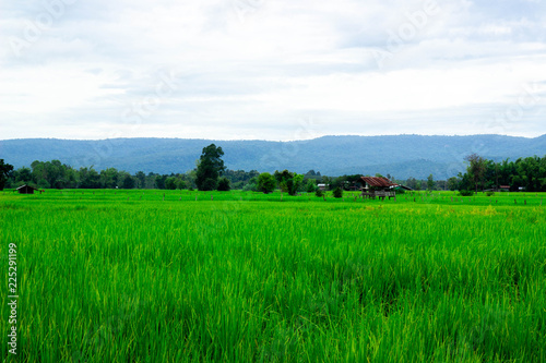 Green rice field near the mountain Beautiful landscape
