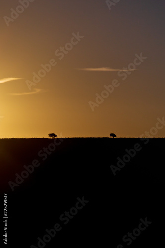 Two trees on the brow of a hill at sunrise