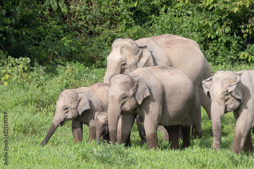 Asiatic Elephant is big five animal in asia