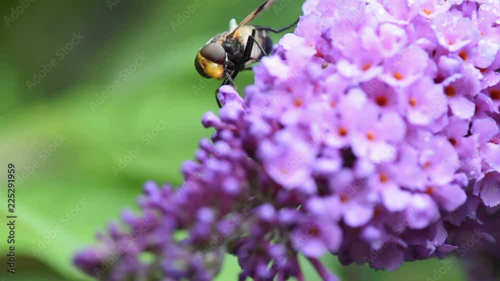 insect collects nectar from summer lilac 