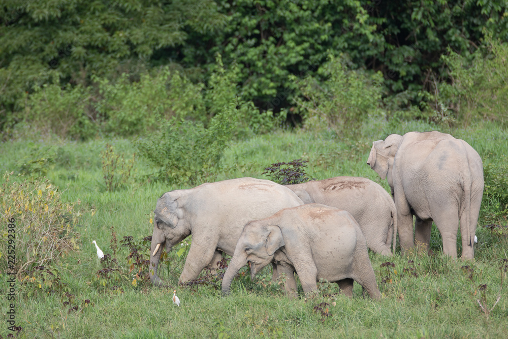 Asiatic Elephant is big five animal in asia Asiatic Elephant is big five animal in asia