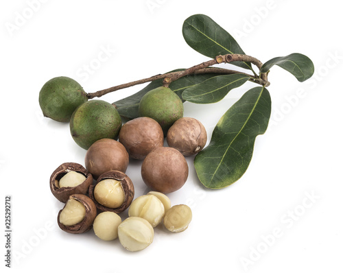 macadamia nuts on white background