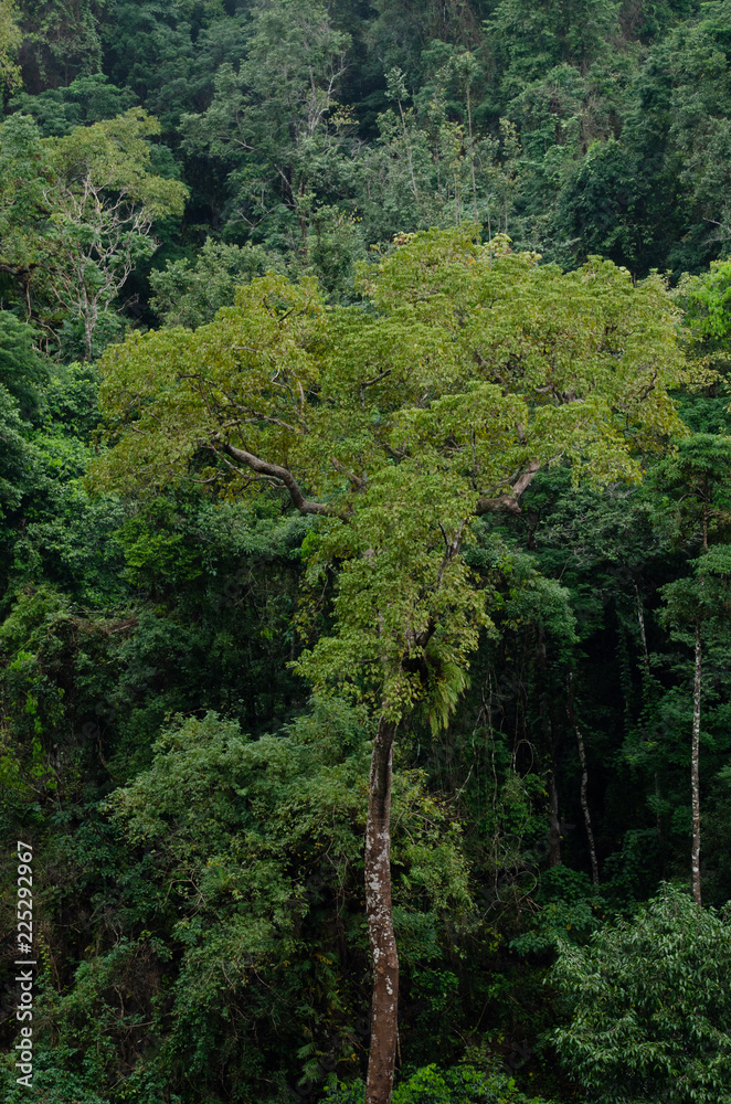 Fototapeta premium Rain forest is important in Thailand . It is habitat for wildlife