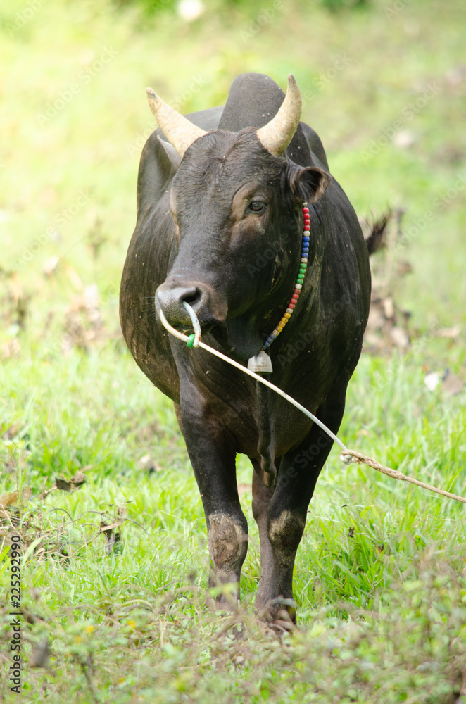 fight ox is domestic in south Thailand fight ox is domestic in south Thailand