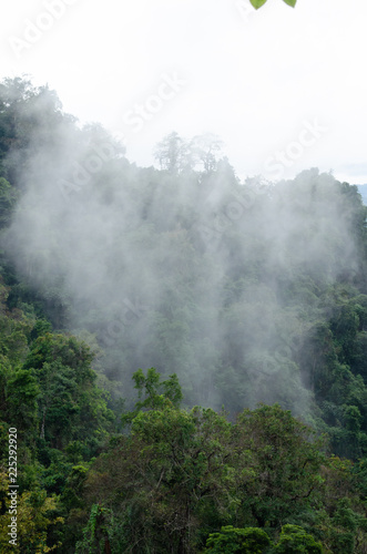 Rain forest is important in Thailand . It is habitat for wildlife © Visanuwit