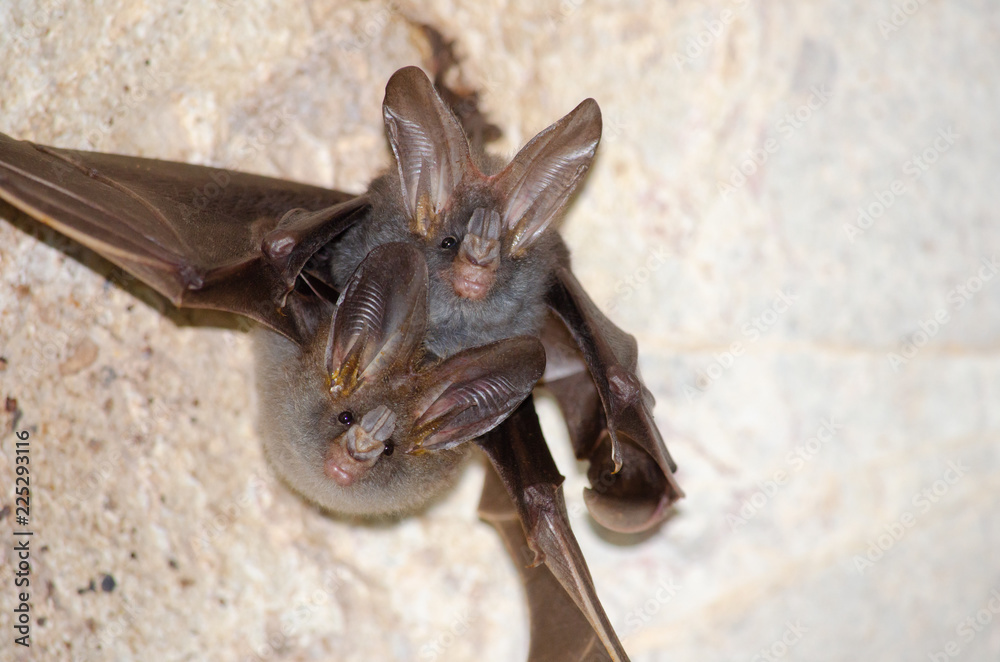 bat is mammal and call bat is mammal and call