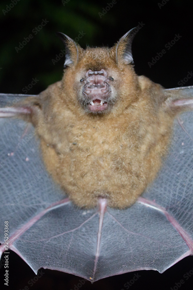Obraz premium bat is mammal and call
