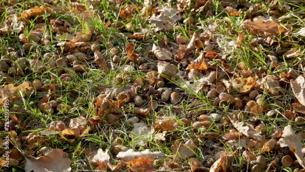 Autumn leaves and acorns lying on the green grass in the forest. Slow motion. HD Autumn leaves and acorns lying on the green grass in the forest. Slow motion. HD