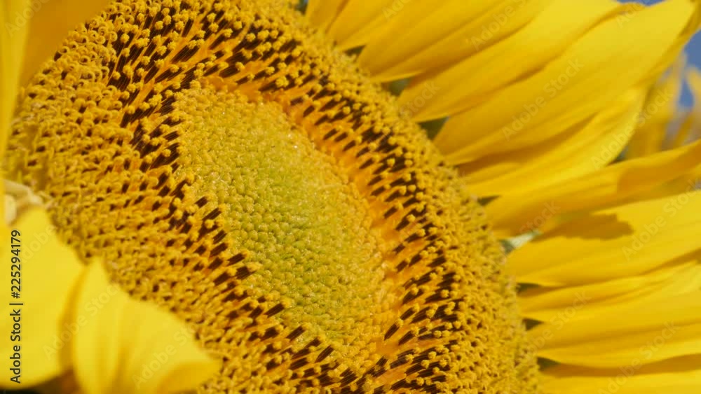 Healthy disk florets of sunflower Helianthus annuus plant 4k footage Healthy disk florets of sunflower Helianthus annuus plant 4k footage