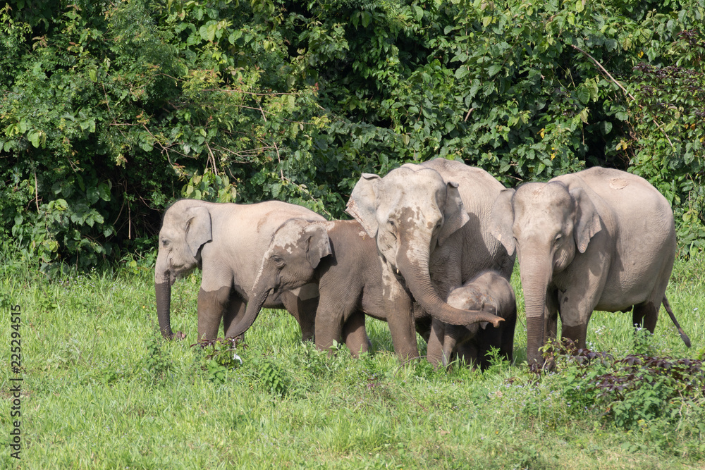 Fototapeta premium Asiatic Elephant is big five animal in asia
