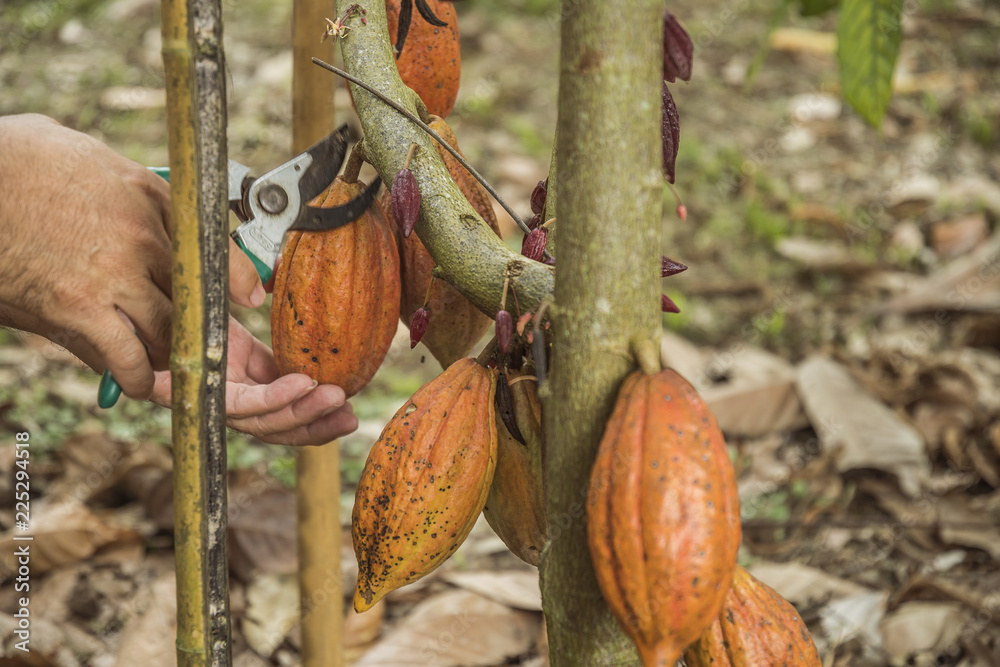The cocoa tree with fruits. Yellow and green Cocoa pods grow on the tree
