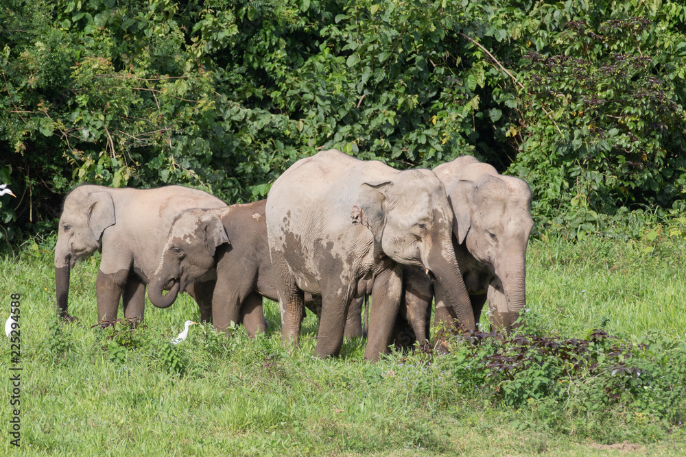 Fototapeta premium Asiatic Elephant is big five animal in asia